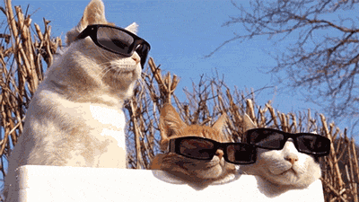 cat-sunglasses
